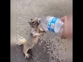 the squirrel asked for a drink